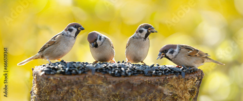 Group of sparrows sitting on bird feeder with sunflower seeds © Nitr