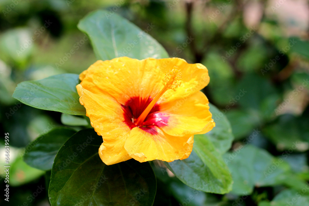 Yellow hibiscus flower in the garden Yellow hibiscus flower in the garden