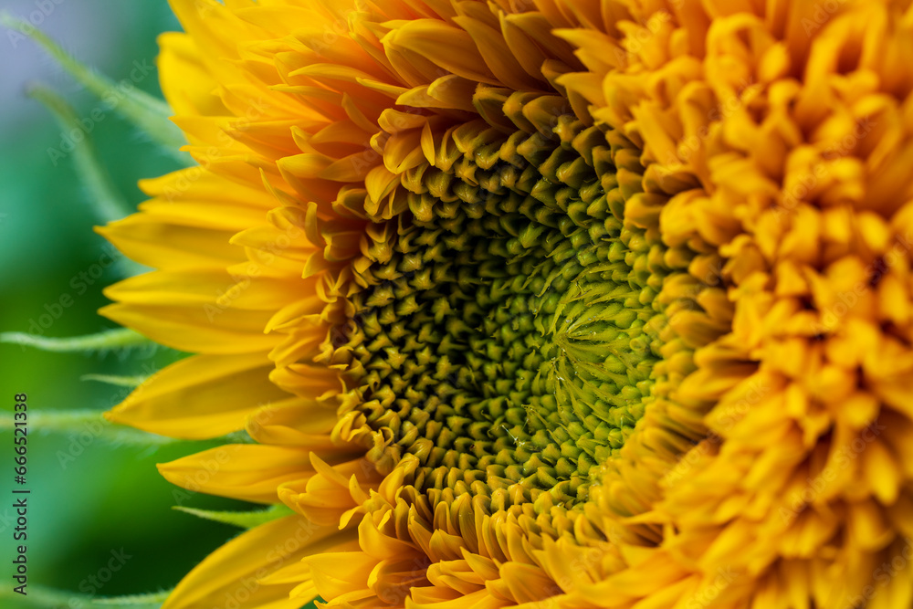 Decorative sunflower flower on a sunny summer day. Orange color sunflowers closeup in bloom in the garden. Bright colorful floral background on a nature Decorative sunflower flower on a sunny summer day. Orange color sunflowers closeup in bloom in the garden. Bright colorful floral background on a nature