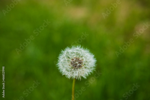 dandelions on a background of grass. the wind carries dandelion seeds