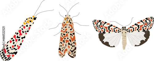 Utetheisa pulchella, the crimson-speckled flunkey, crimson-speckled footman, or crimson-speckled moth, illustration Vector photo