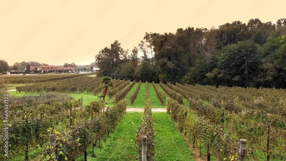 Italian vineyards. vineyard plantation. viticulture. Even rows of grapevines with bunches of ripe grapes, lighted with warm autumn sunlight. sunset. Italian countryside. Winery and Wine Business Italian vineyards. vineyard plantation. viticulture. Even rows of grapevines with bunches of ripe grapes, lighted with warm autumn sunlight. sunset. Italian countryside. Winery and Wine Business