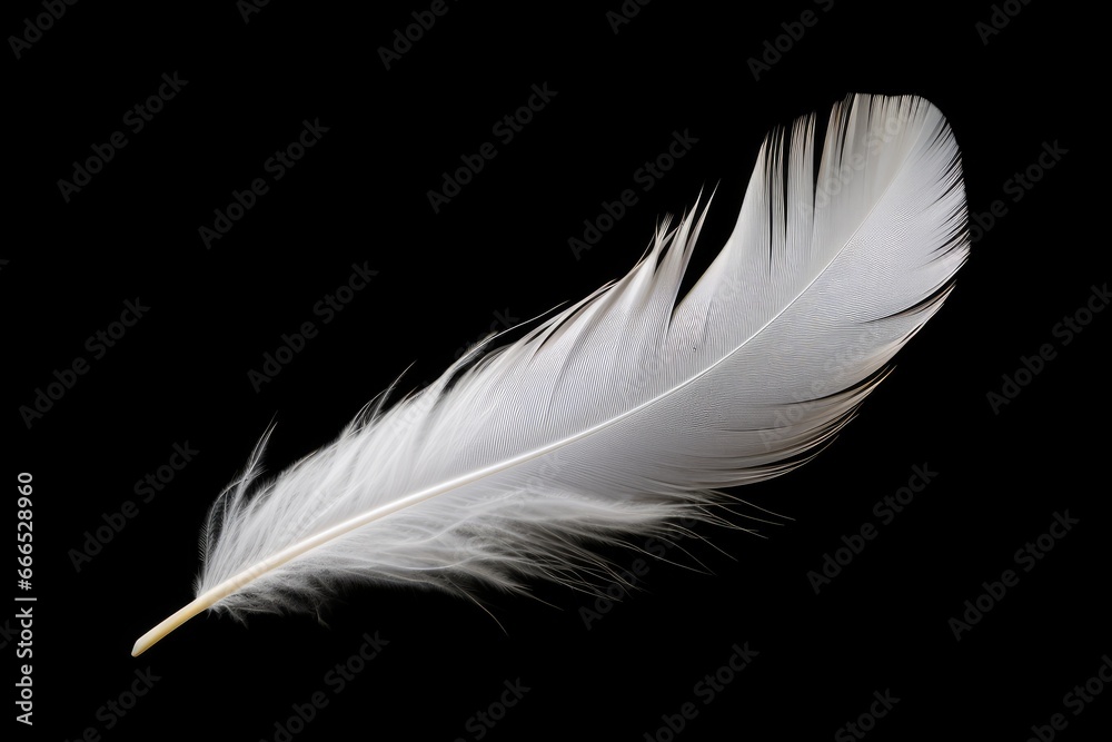 Black background with white swan feather alone Black background with white swan feather alone