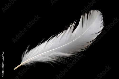 Black background with white swan feather alone photo