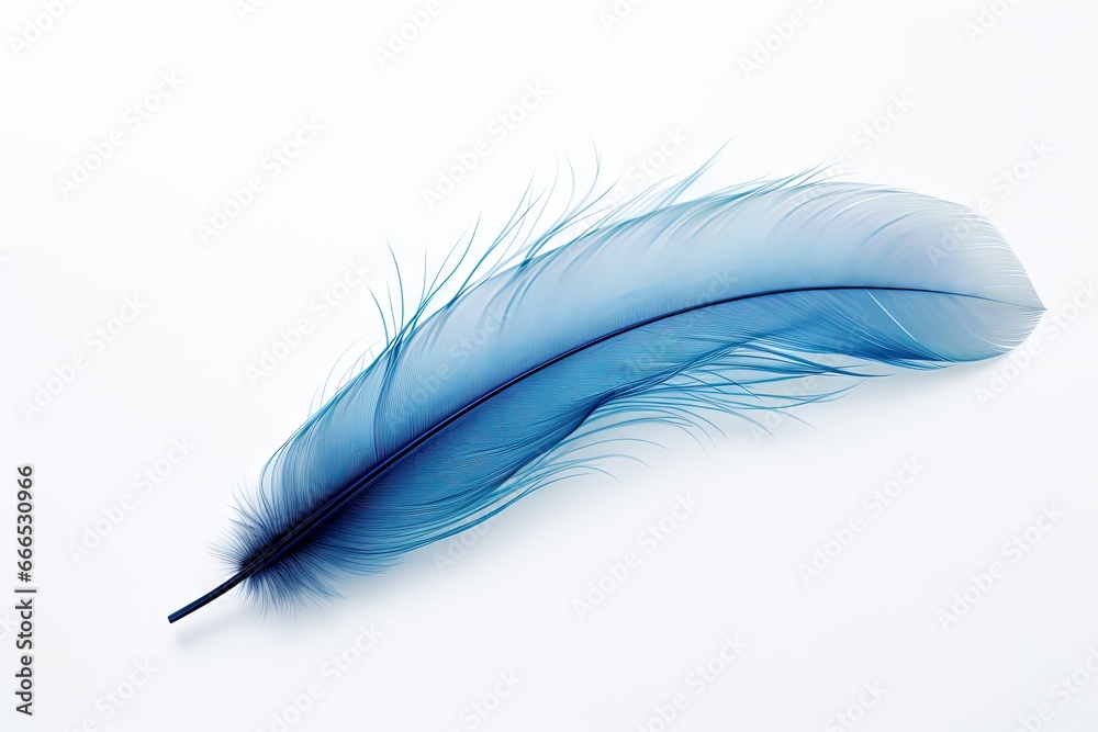 Gorgeous blue plumage against white backdrop