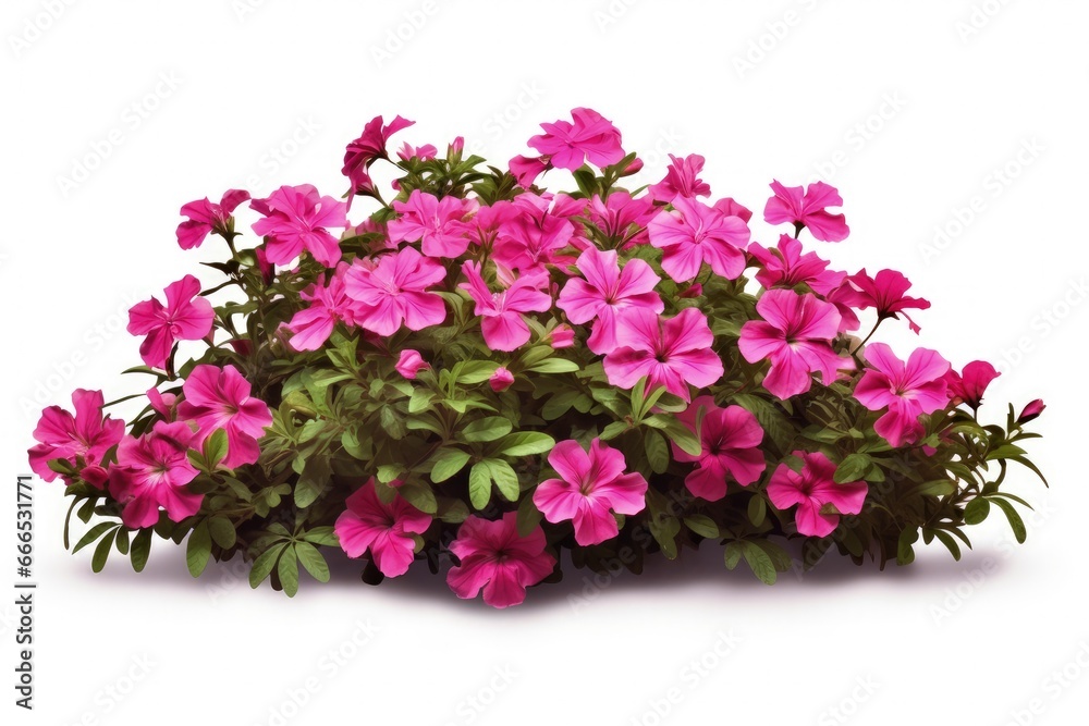 High quality white background flower bush for garden design with pink flowers