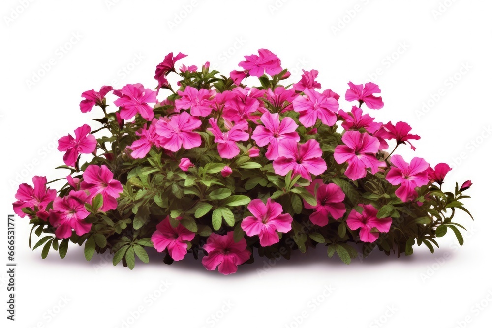 High quality white background flower bush for garden design with pink flowers High quality white background flower bush for garden design with pink flowers