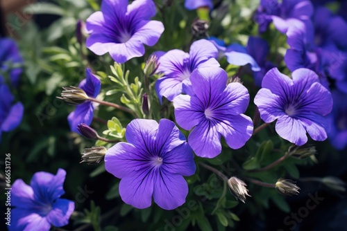 High quality photo of a blue violet flower in a garden photo