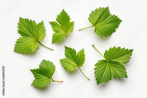 Isolated hazelnut leaves on white background viewed from above photo