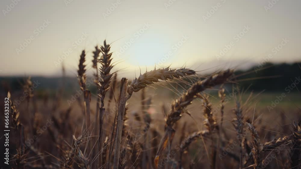 Poorly grown wheat due to summer drought on agricultural field at sunset Poorly grown wheat due to summer drought on agricultural field at sunset
