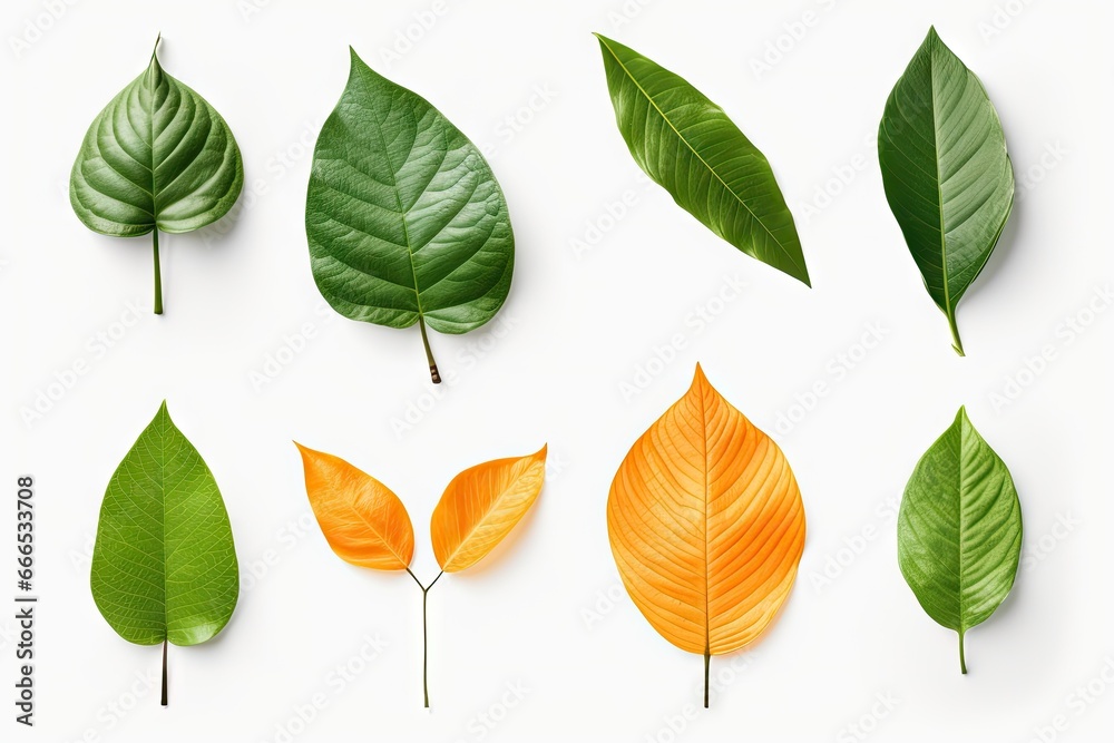Fototapeta premium Macro studio photo of organic orange leaf with full depth of field and leaf citrus clipping path for leaf collection