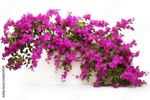 Purple Bougainvillea a large flowering shrub isolated on white background