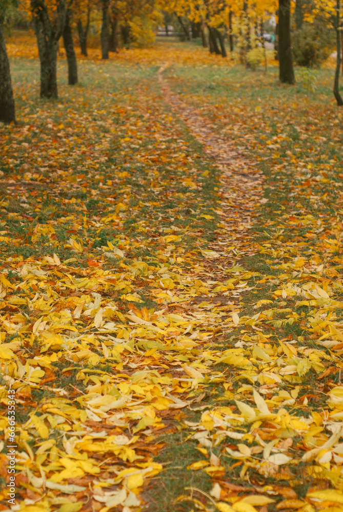 trail in the autumn park, vertical photo trail in the autumn park, vertical photo