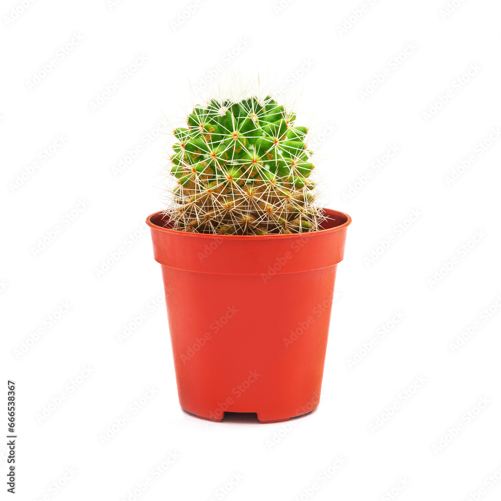 Small cactus in a brown pot for replanting on a white background. Side view. Small cactus in a brown pot for replanting on a white background. Side view.