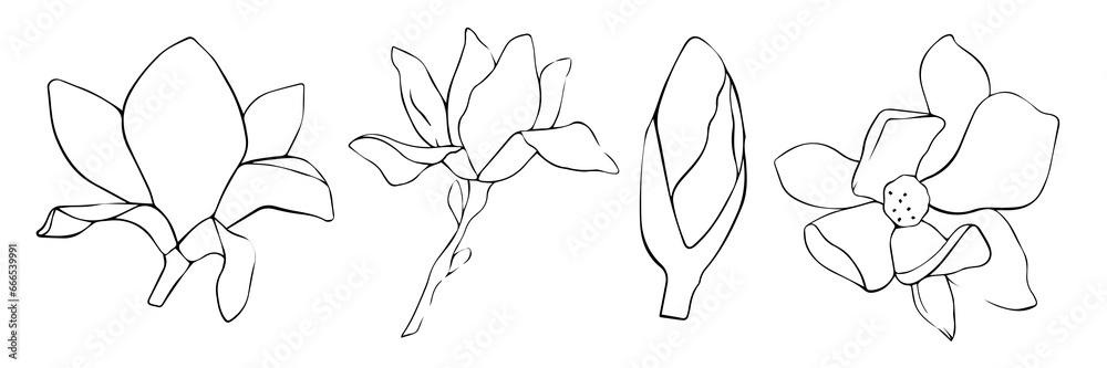 Set of line art drawings of magnolia buds. Flowers illustration. Hand drawn. Set of line art drawings of magnolia buds. Flowers illustration. Hand drawn.