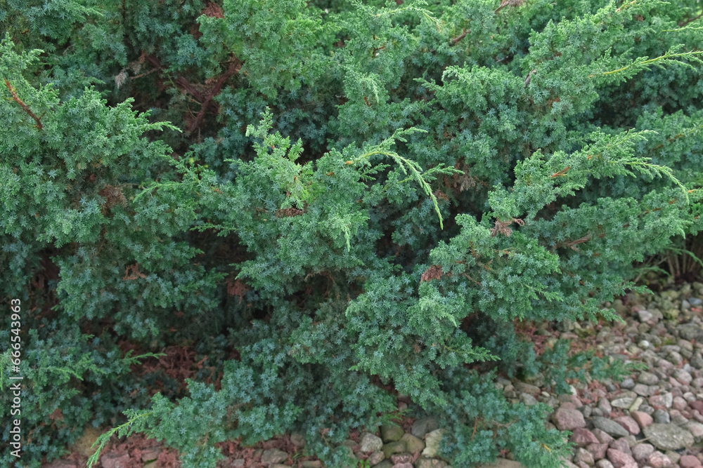 Cypress genus Juniper medium Gold Kissen in the yard pathway. Landscaping, path design. Decorative conifer Evergreen Juniperus squamata Green Carpet. Ornamental dwarf blue silver plant. Stone garden Cypress genus Juniper medium Gold Kissen in the yard pathway. Landscaping, path design. Decorative conifer Evergreen Juniperus squamata Green Carpet. Ornamental dwarf blue silver plant. Stone garden