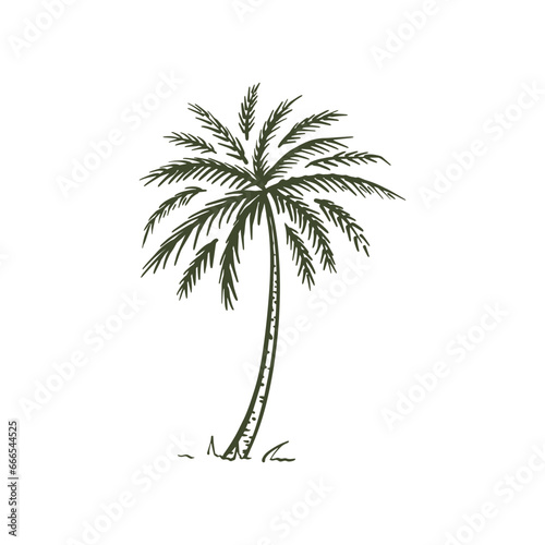 Palm tropical tree hand drawn sketch vector2