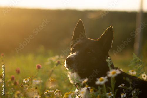 portrait of a dog on a sunset background