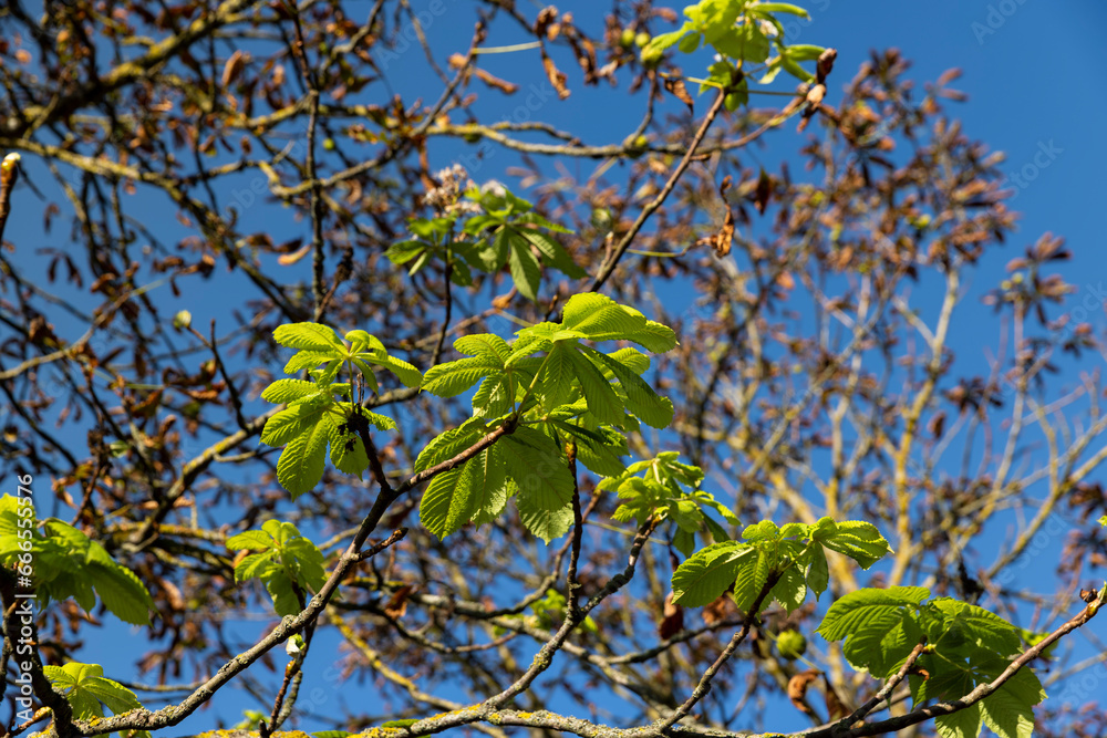 the impact of global warming and the second chestnut bloom during the year the impact of global warming and the second chestnut bloom during the year