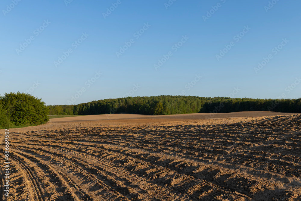 a plowed and corn-sown agricultural field in the spring season at sunset