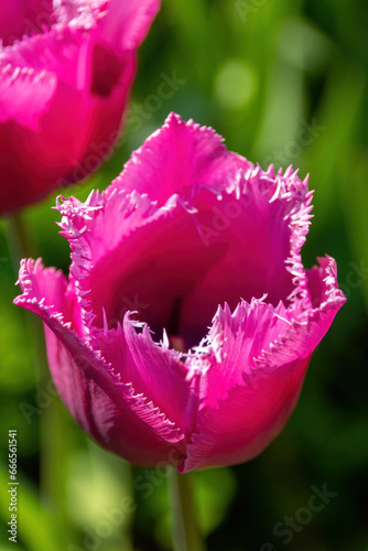 Fototapeta Naklejka Na Ścianę i Meble -  pink tulip in the garden