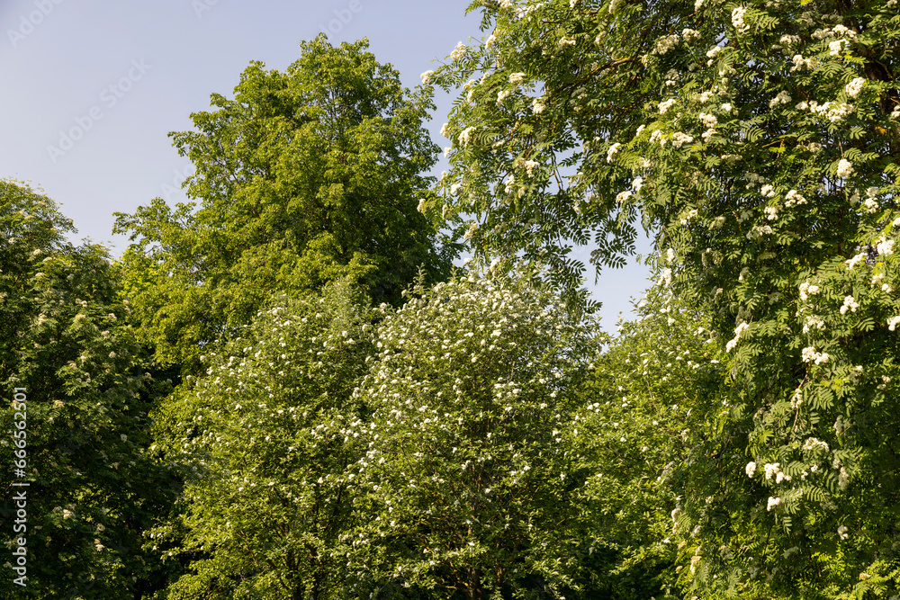 rowan flowers during flowering in spring park rowan flowers during flowering in spring park