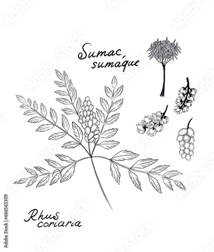 Sumac, sumaque, zumaque de Virginia, Rhus typhina, staghorn, cutleaf staghorn sumac, Rhus coriaria, Sicilian sumac,  tanner's sumach, or elm-leaved sumach  -   medicinal and culinary plant