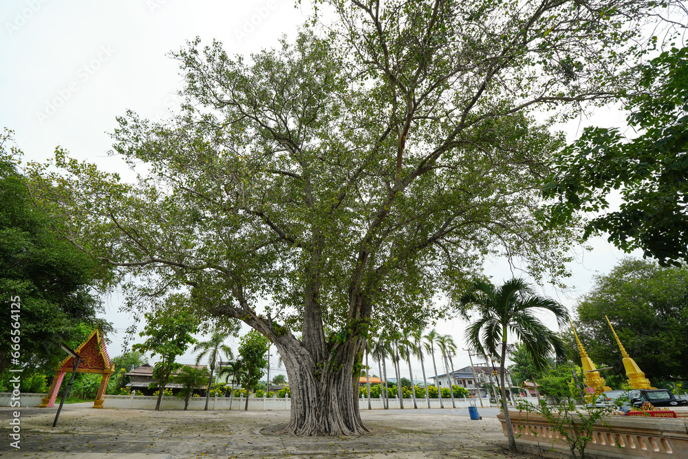Obraz premium Big banyan tree in Pranburi Temple, Prachuap Khiri Khan Province, Thailand