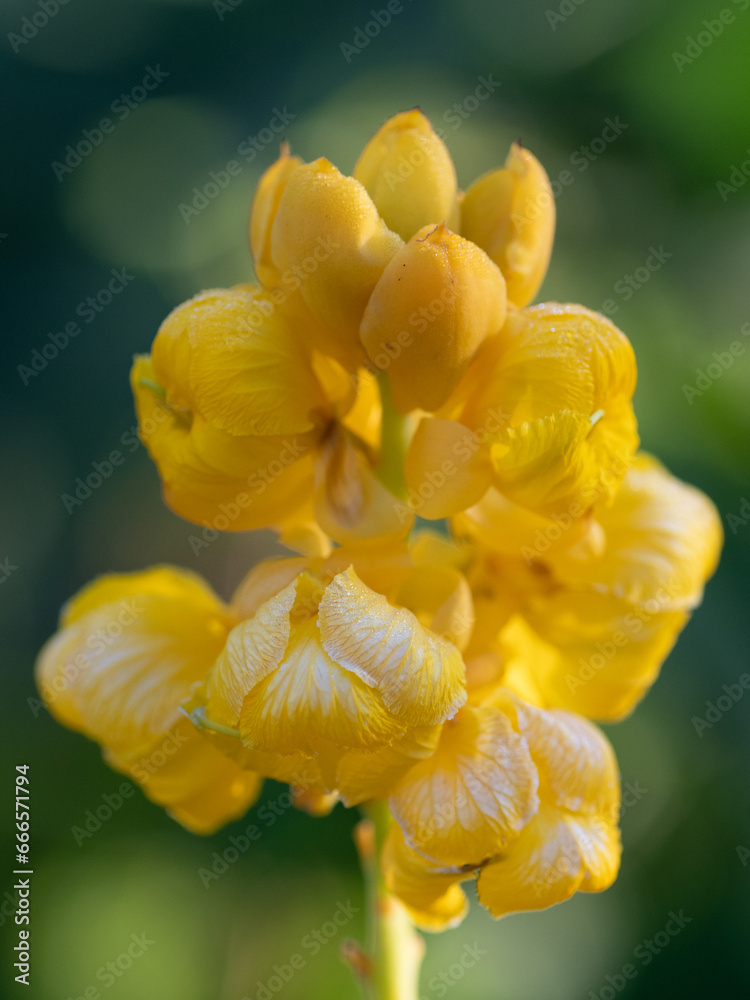 Fototapeta premium Closeup of a candelabra bush flower on a summer day in Texas.