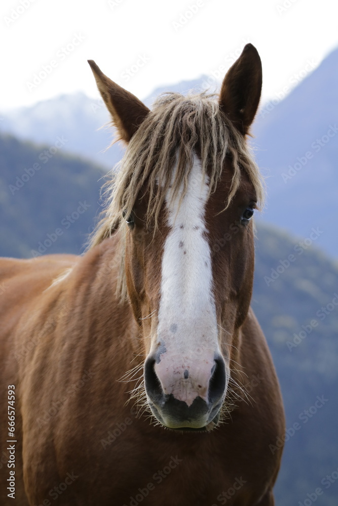 Obraz premium Cheval & brebis - Pyrénées