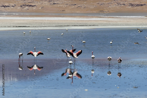 Andean flamingo (Phoenicoparrus andinus) in an andean salar, at the Andes.  photo