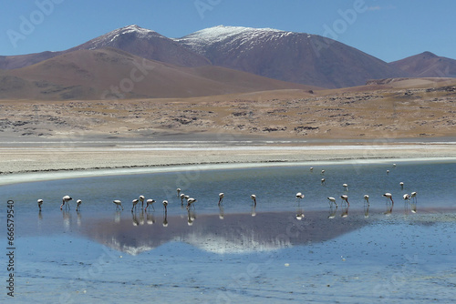 Andean flamingo (Phoenicoparrus andinus) in an andean salar, at the Andes.  photo
