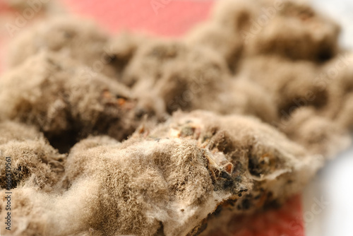 Fluffy gray mold covering spoiled products, berries, macro photography, Mold spores as allergens, produce toxins, such as aflatoxins or mycotoxins