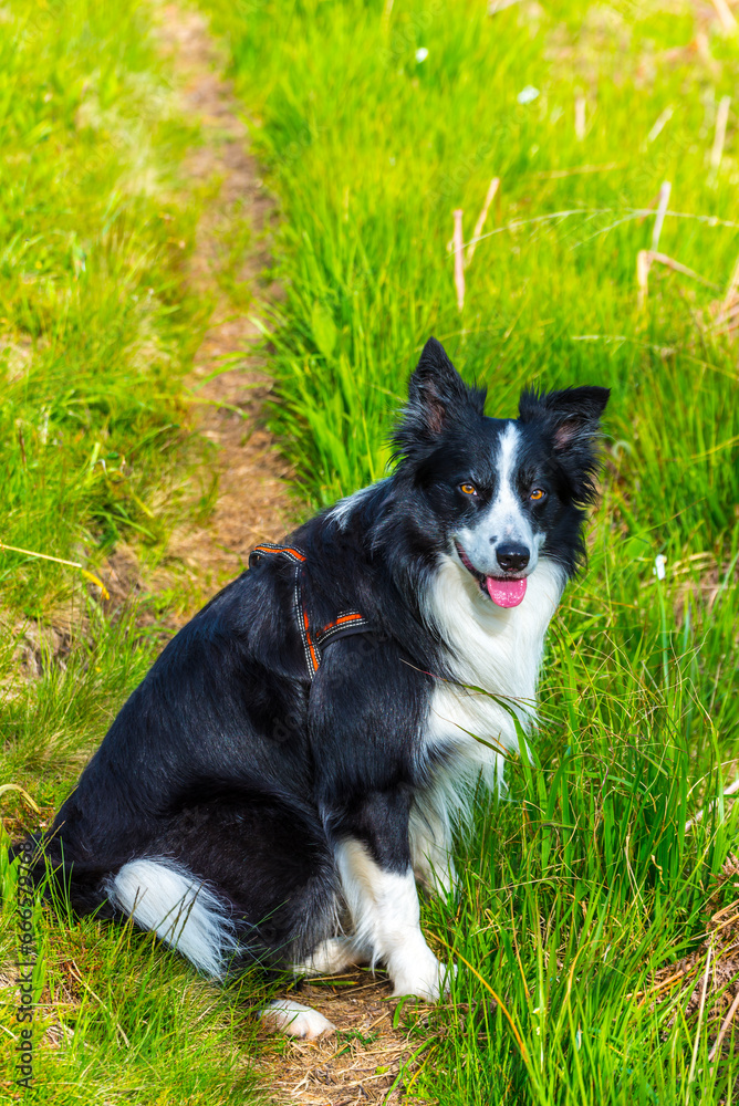 Border collie in a meadow, waiting for commands from the owner. Border collie in a meadow, waiting for commands from the owner.
