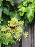 Close-up of a red Admiral butterfly feeding on flowers of Ivy