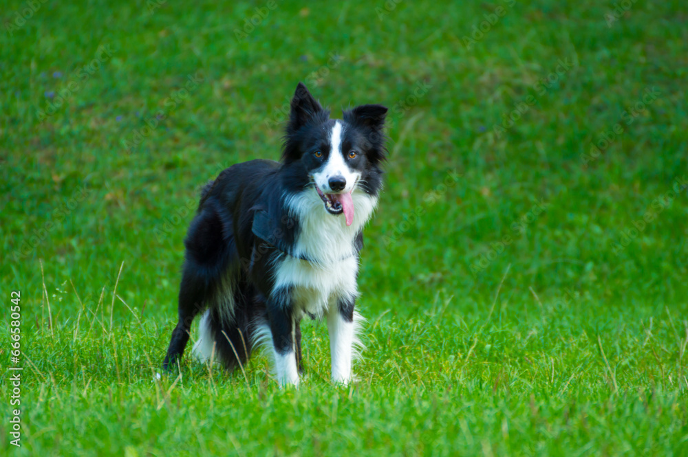 Border collie in a meadow, waiting for commands from the owner.