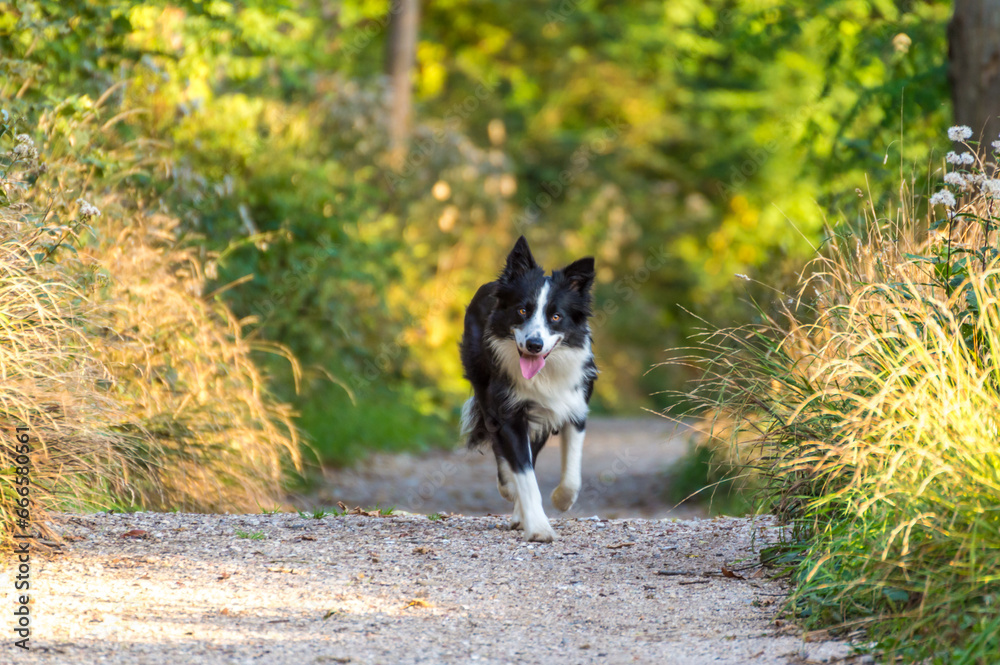 Border collie, running along a path. Border collie, running along a path.