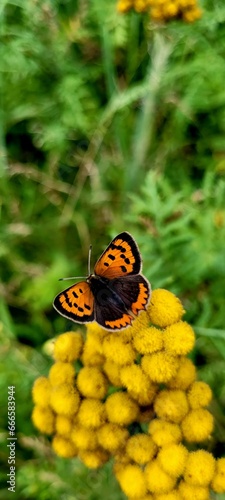 Schmetterling auf Kamille © Almut