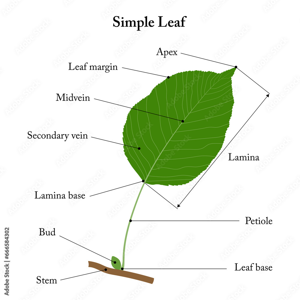 simple-leaf-parts-of-a-leaf-pear-leaf-diagram-stock-illustration