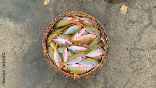 some kind of fish color in the basket photo