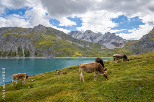 Cows at the Lünersee, Brandnertal, State of Vorarlberg, Austria