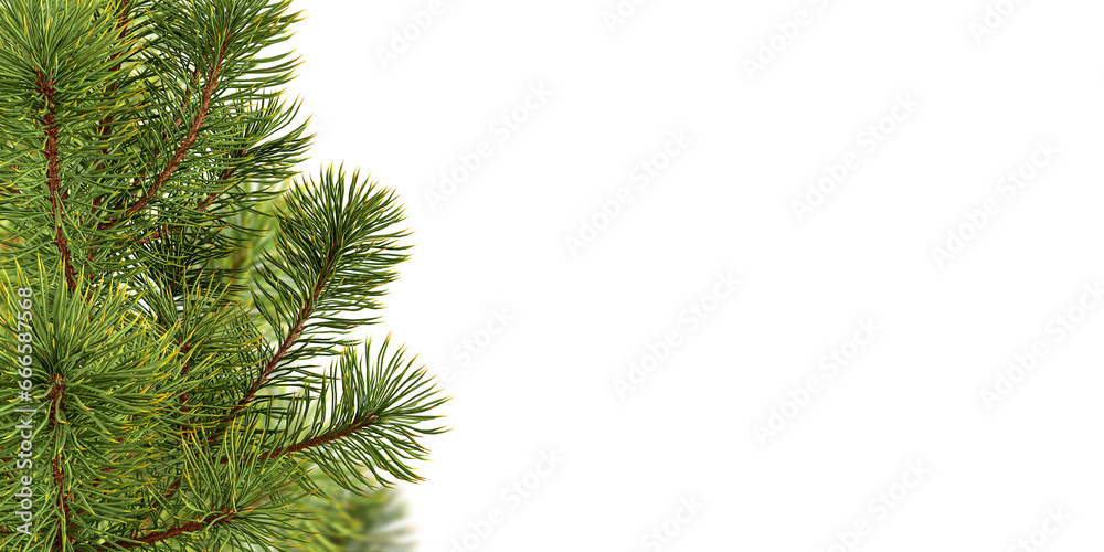 Close up fir tree branch on white Close up fir tree branch on white