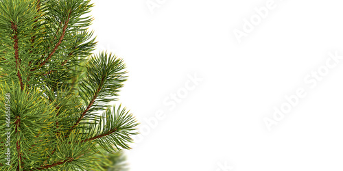 Close up fir tree branch on white