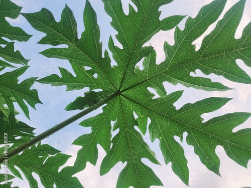 green background