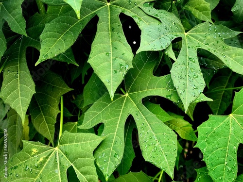 green leaves background
