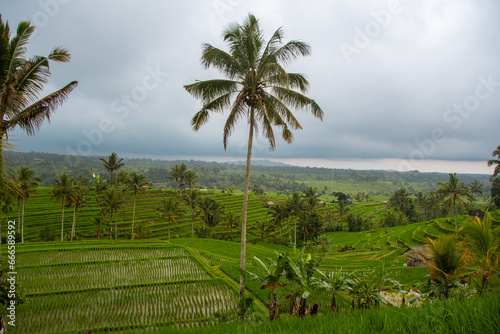 The "Jatiluwih" rice terraces on the Indonesian island of Bali