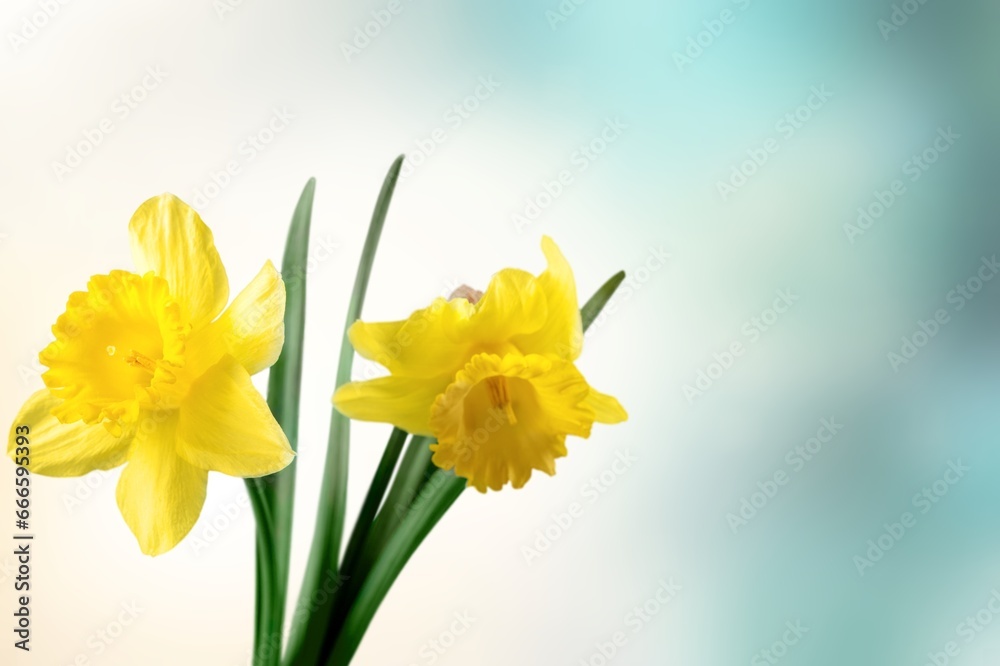 Beautiful fresh aroma flowers. Floral background Beautiful fresh aroma flowers. Floral background
