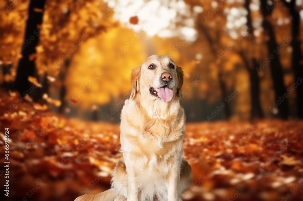 Photo of a cute playing dog in autumn forest, AI generated image