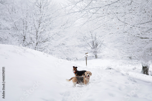 two dogs, senior beagle and junior bodeguero, posing together in the snowy forest with white snow-covered trees in the background in an idyllic landscape.