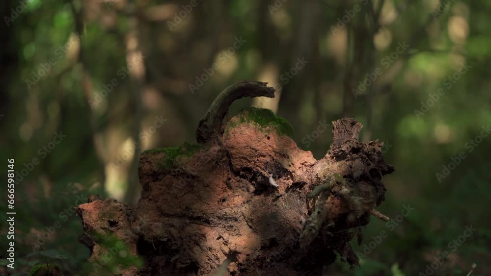 Dappled light moving around on the muddy roots of a fallen tree in a forest Dappled light moving around on the muddy roots of a fallen tree in a forest